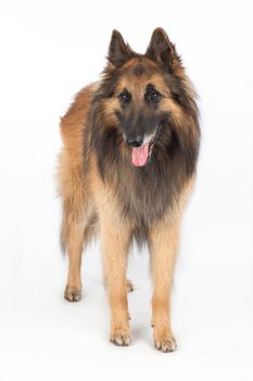 Belgian Shepherd Tervuren Dog standing, isolated on white background