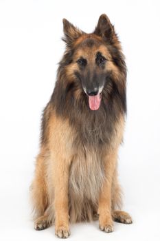 Belgian Shepherd Tervuren Dog sitting, isolated on white background