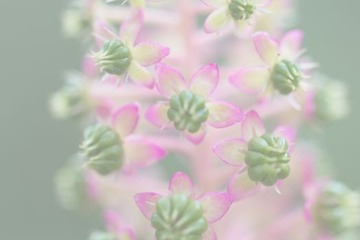 American Pokeweed, blurred for background or template