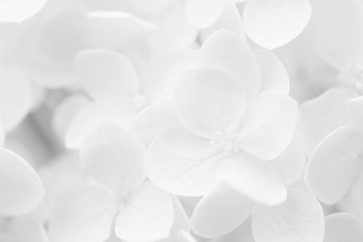 Hydrangea, Hortensia, blurred for background or template