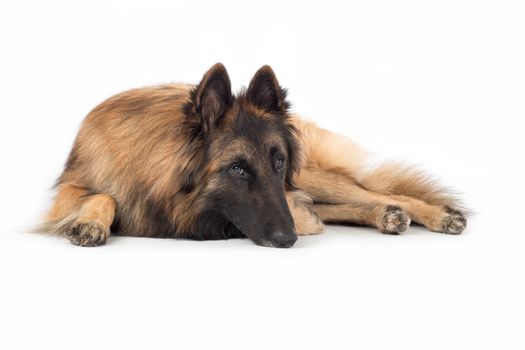 Dog, Belgian Shepherd Tervuren, lying, isolated on white studio background