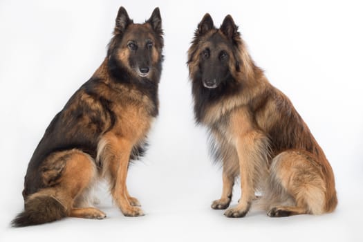 Two dogs, Belgian Shepherd Tervuren, sitting, isolated on white studio background