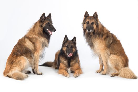 Three dogs, Belgian Shepherd Tervuren, isolated on white studio background