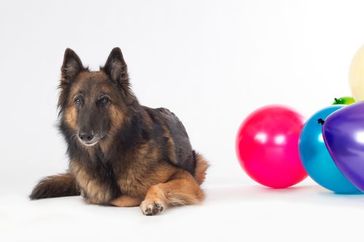 Dog, Belgian Shepherd Tervuren, lying with colored balloons, isolated on white studio background