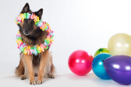 Dog, Belgian Shepherd Tervuren, with colored balloons and garlands