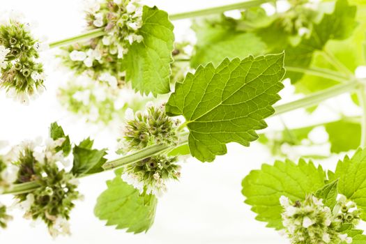   isolated on white background green sprout of lemon balm, close-up