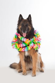Dog, Belgian Shepherd Tervuren, sitting with colored garlands, isolated on white studio background