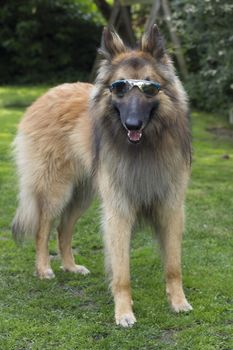 Belgian Shepherd Tervuren dog with sunglasses