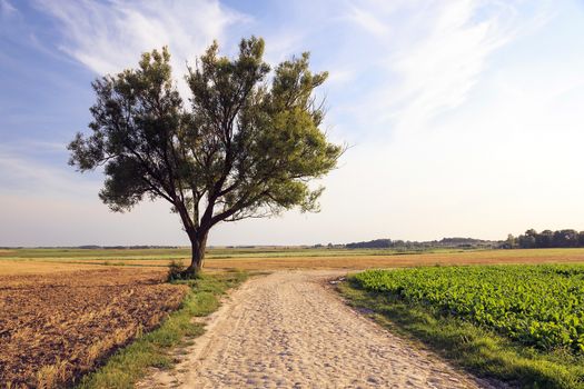   road, located in the countryside in the spring  season