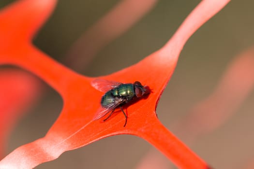 Green fly sitting on orange plastic, macro