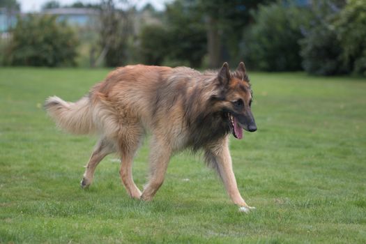 Dog, Belgian Shepherd Tervuren, walking in grass