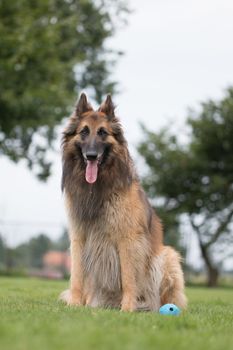 Dog sitting in grass