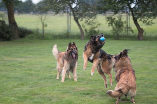 Three dogs playing and catching ball in grass