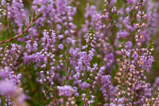 Heath, macro, close up