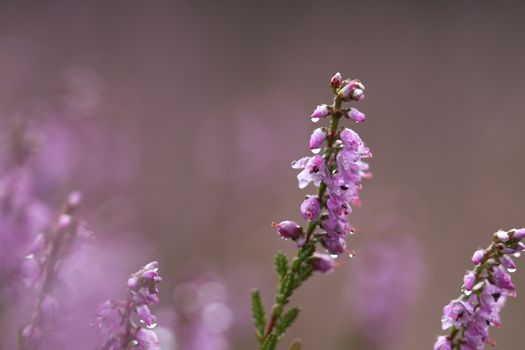 Heath, macro, with raindrops