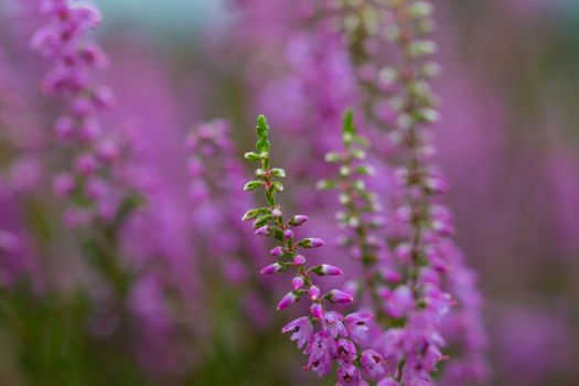 Heath, macro, close up