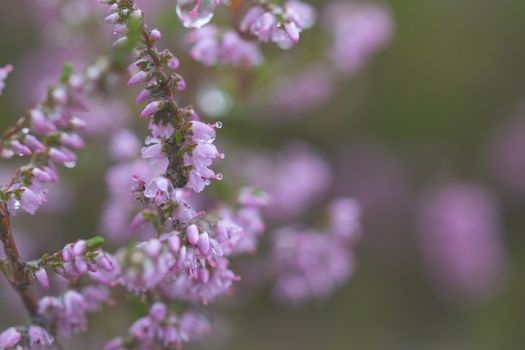 Heath with raindrops, macro