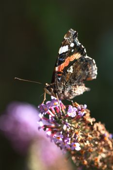 closeup of peacock butterfly eating