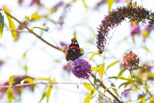 peacock butterfly on flower