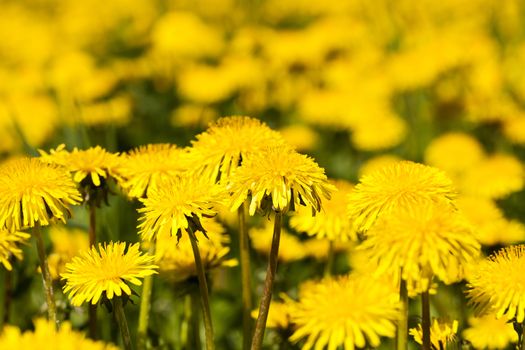  photographed close up yellow dandelion flowers, field