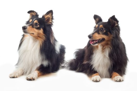 Two Shetland Sheepdogs laying, isolated on white studio background