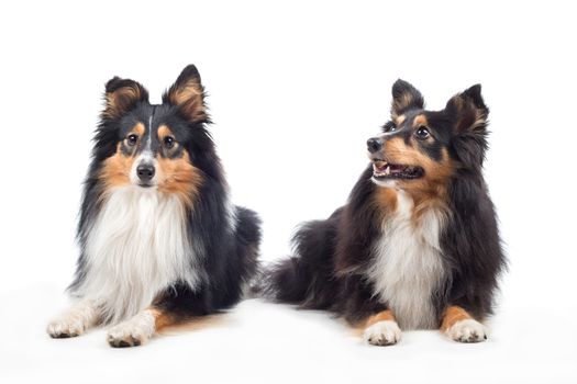 Two Shetland Sheepdogs laying, isolated on white studio background