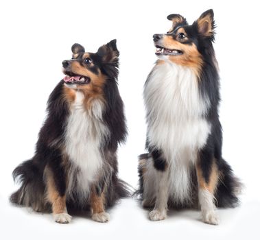 two Shetland Sheepdogs sitting, isolated on white studio background