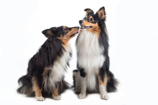 two Shetland Sheepdogs sitting, isolated on white studio background