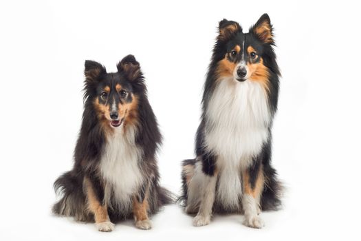 two Shetland Sheepdogs sitting, isolated on white studio background