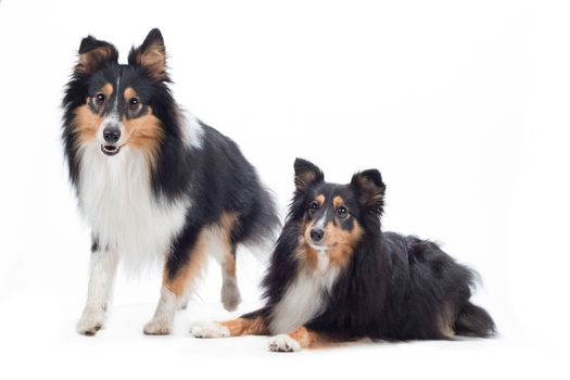 two Shetland Sheepdogs, isolated on white studio background