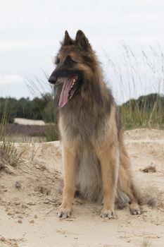 Dog, Belgian shepherd Tervuren, sitting and looking out over dunes