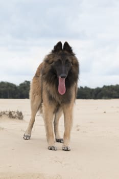 Dog, Belgian Shepherd Tervuren, standing on sand, blue sky