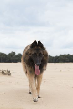 Dog, Belgian Shepherd Tervuren, walking on sand to camera, blue cloudy sky