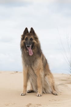 Dog, Belgian Shepherd Tervuren, sitting on sand, looking in camera, cloudy sky