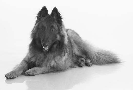 Dog, Belgian Shepherd Tervuren, isolted black and white, shiny white floor