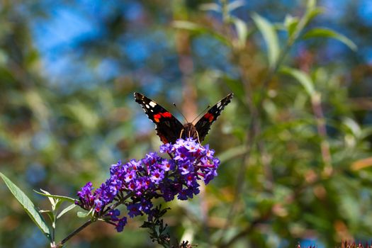 peacock butterfly on flower