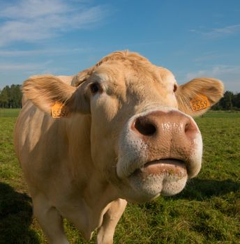 closeup of cow