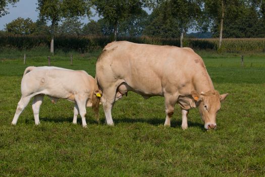 Young bull drinking milk from cow