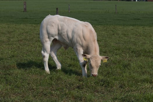 Young bull eating grass