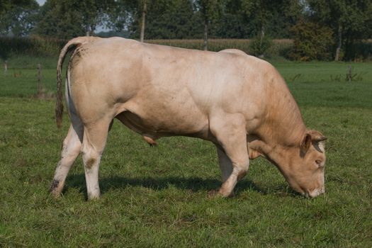 Bull eating grass