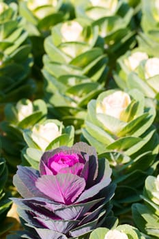 Cabbage flower closeup, blurred background