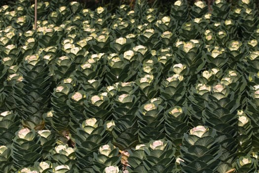 field with white cabbage flowers