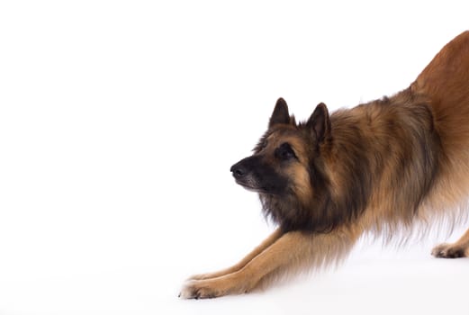 Belgian Shepherd Tervuren, dog, bending, white studio background