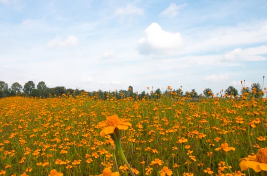 Field of orange flowers