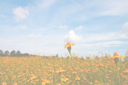 Orange flowers and blue sky, burred for background, template or presentation