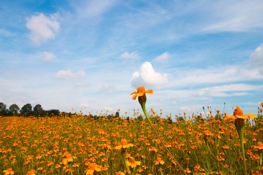 Orange flowers and blue sky