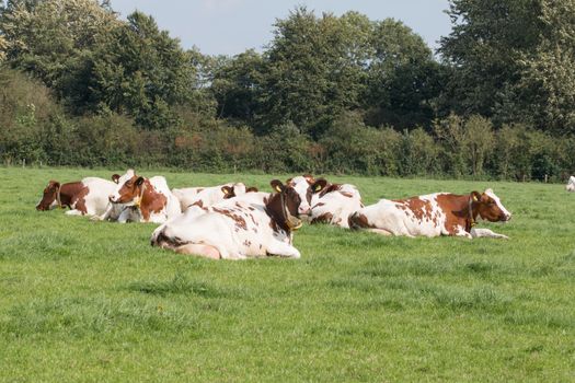 Brown and white cows in grassland
