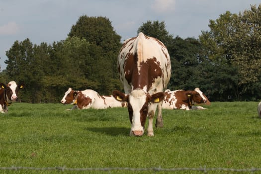 Brown and white cows in grassland