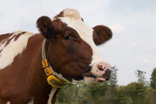 Closeup of cow