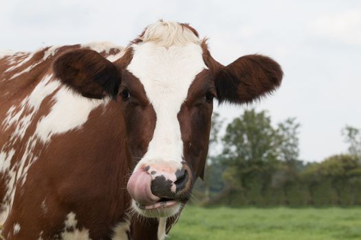 closeup of cow